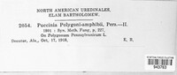 Puccinia polygoni-amphibii var. polygoni-amphibii image